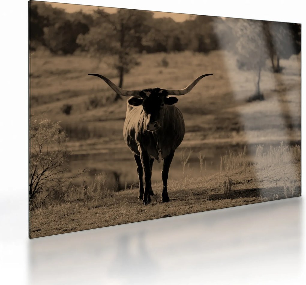 Tablou pe sticlă - Vacă din Texas (70x50 cm)