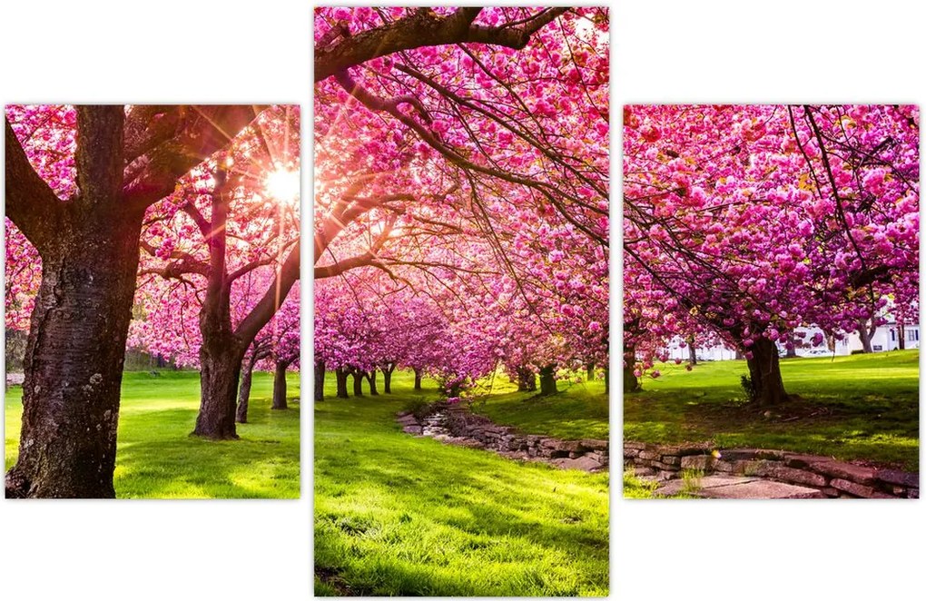 Tablou - Cireși înfloriți, Hurd Park, Dover, New Jersey (90x60 cm)