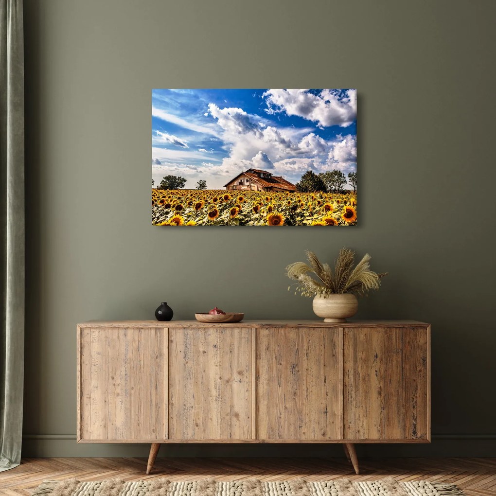Tablou cu câmp de floarea soarelui (90x60 cm)