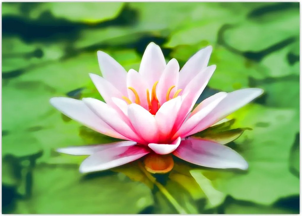 Tablou - Nuferi pe apă (70x50 cm)