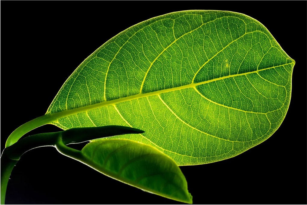 Tablou - frunză verde (90x60 cm)