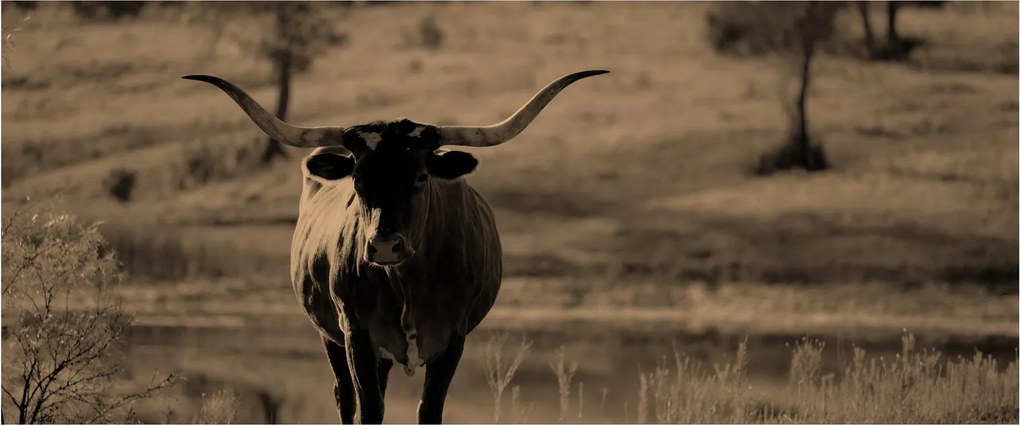Tablou - Vacă din Texas (120x50 cm)