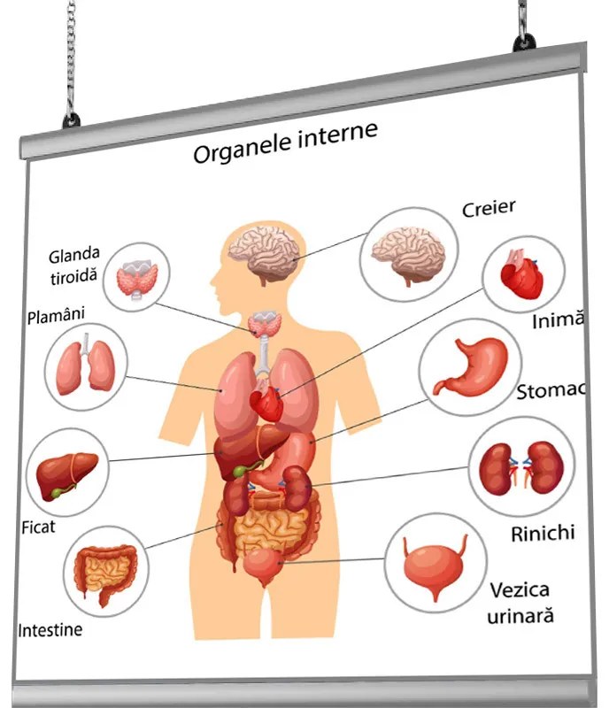 Plansa Organe Interne Umane cu sistem de prindere