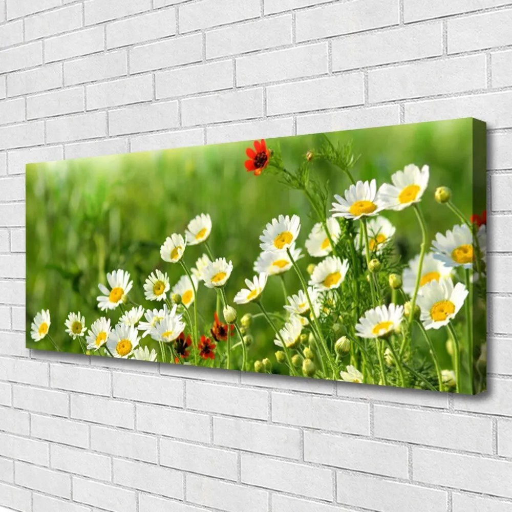 Tablou pe panza canvas Daisy Natura Galben Alb