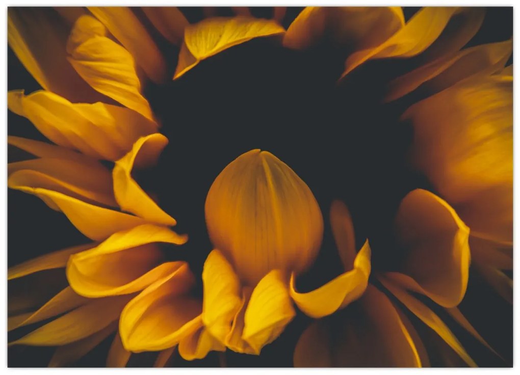 Tablou pe sticlă - Floarea-soarelui în fundal negru (70x50 cm)