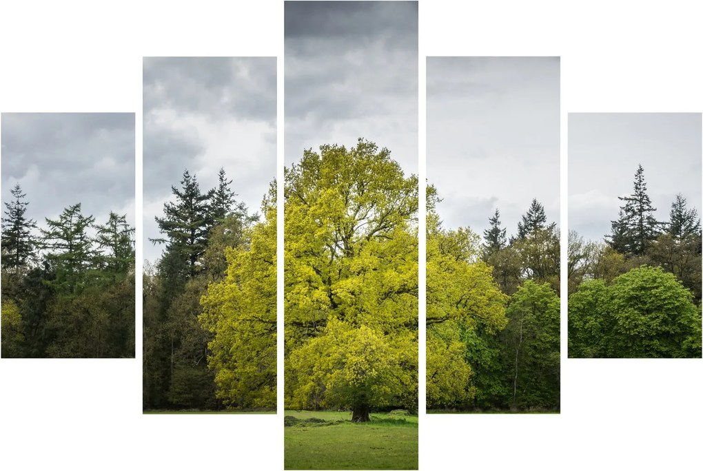 Tablou - Copac verde în câmp (150x105 cm)