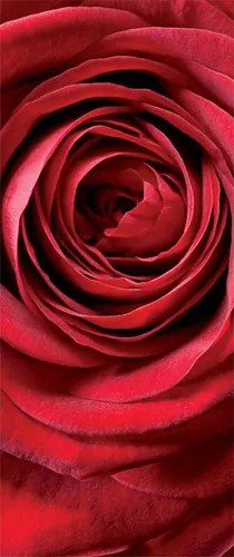 Komar Fototapet - Red Rose