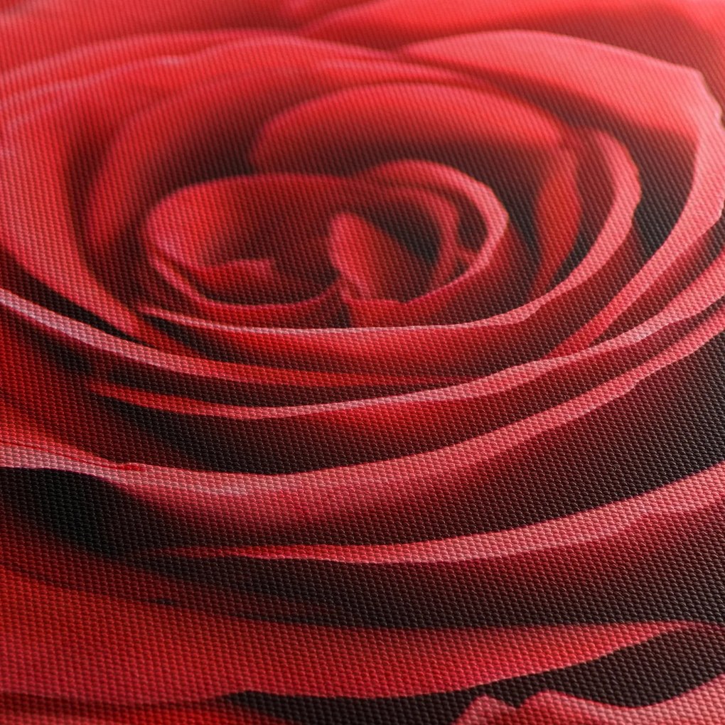 Tablou - Flori de trandafir (90x60 cm)