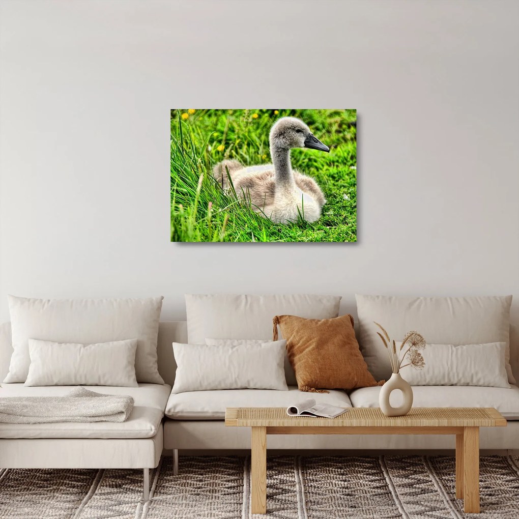 Tablou pe sticlă - lebădă mică în iarbă (70x50 cm)