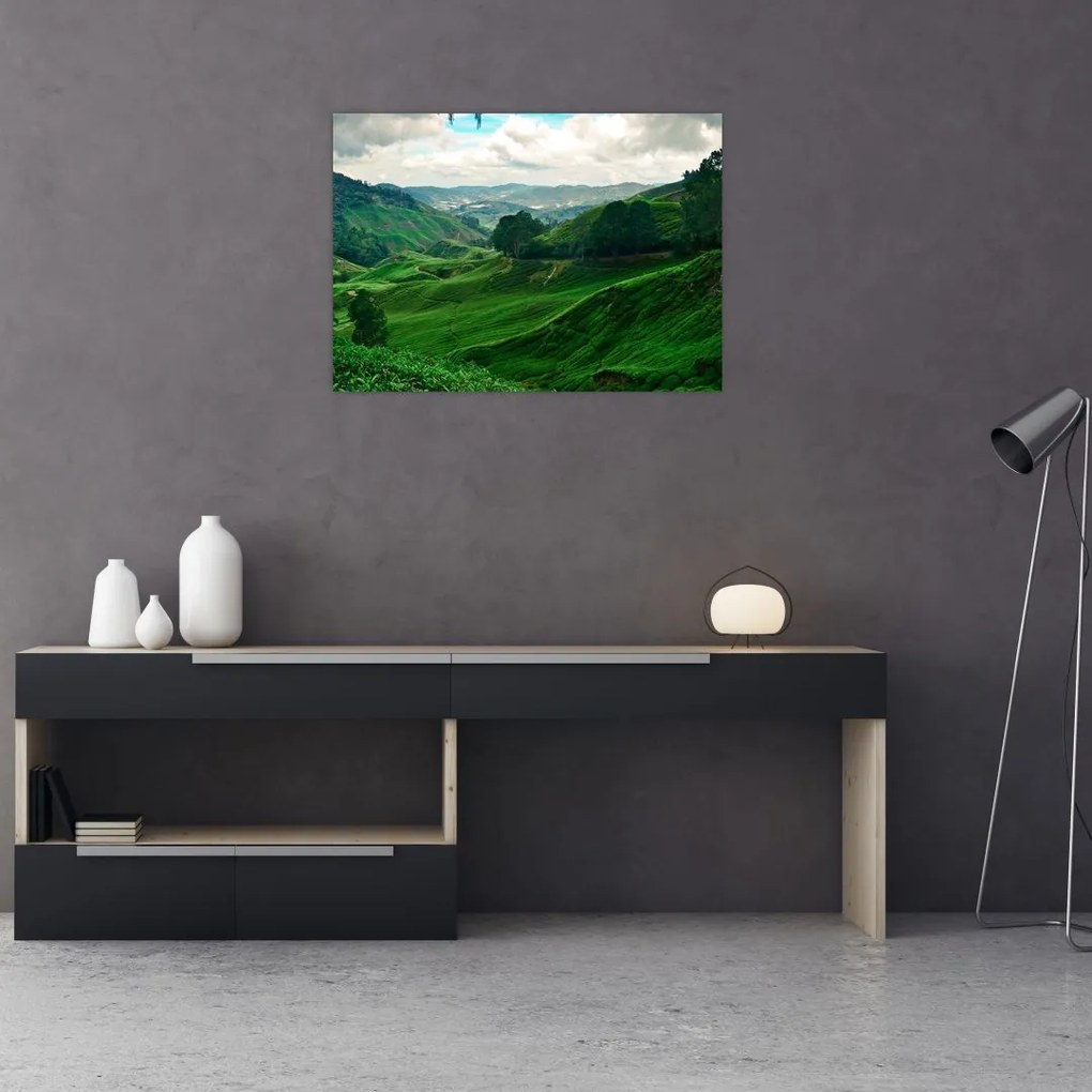 Tablou Plantații de ceai - Malaezia (70x50 cm)