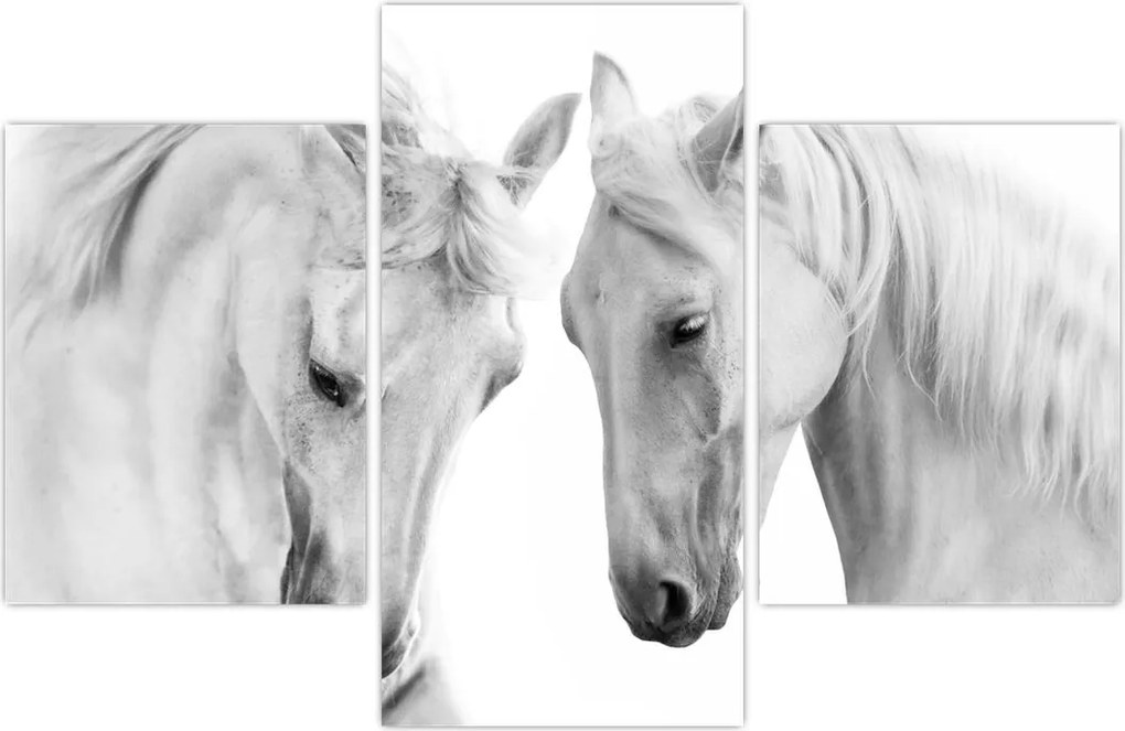 Tabou - Cai albi (90x60 cm)