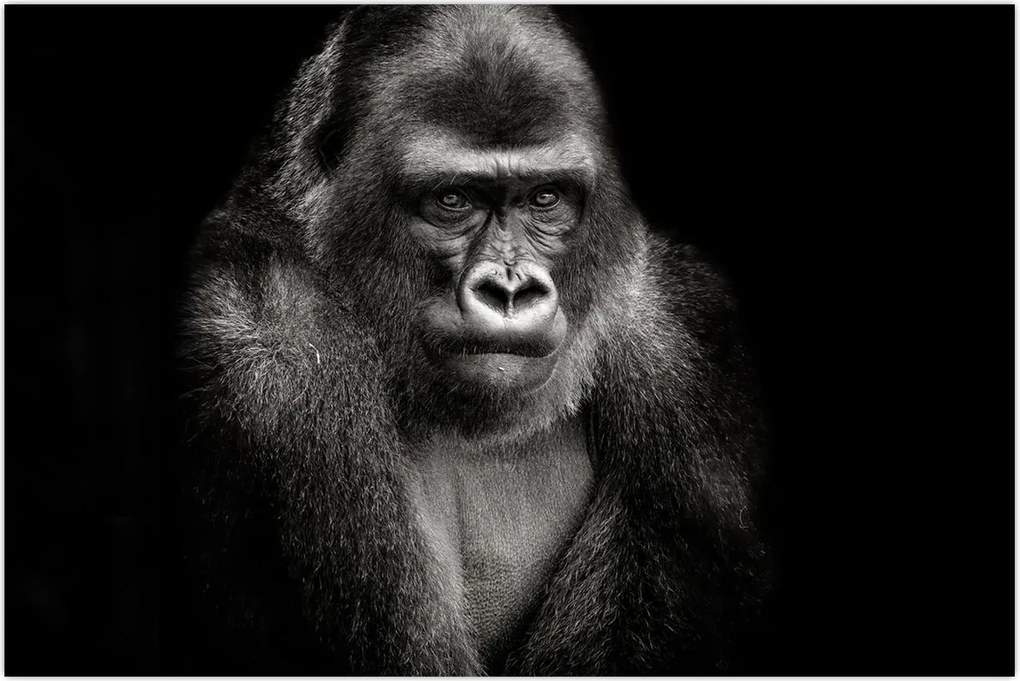 Tablou - Gorila (90x60 cm)