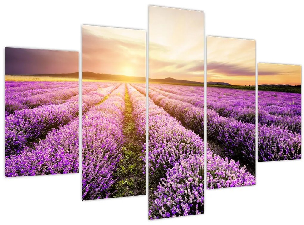 Tablou - Răsărit de soare în câmp de lavandă (150x105 cm)