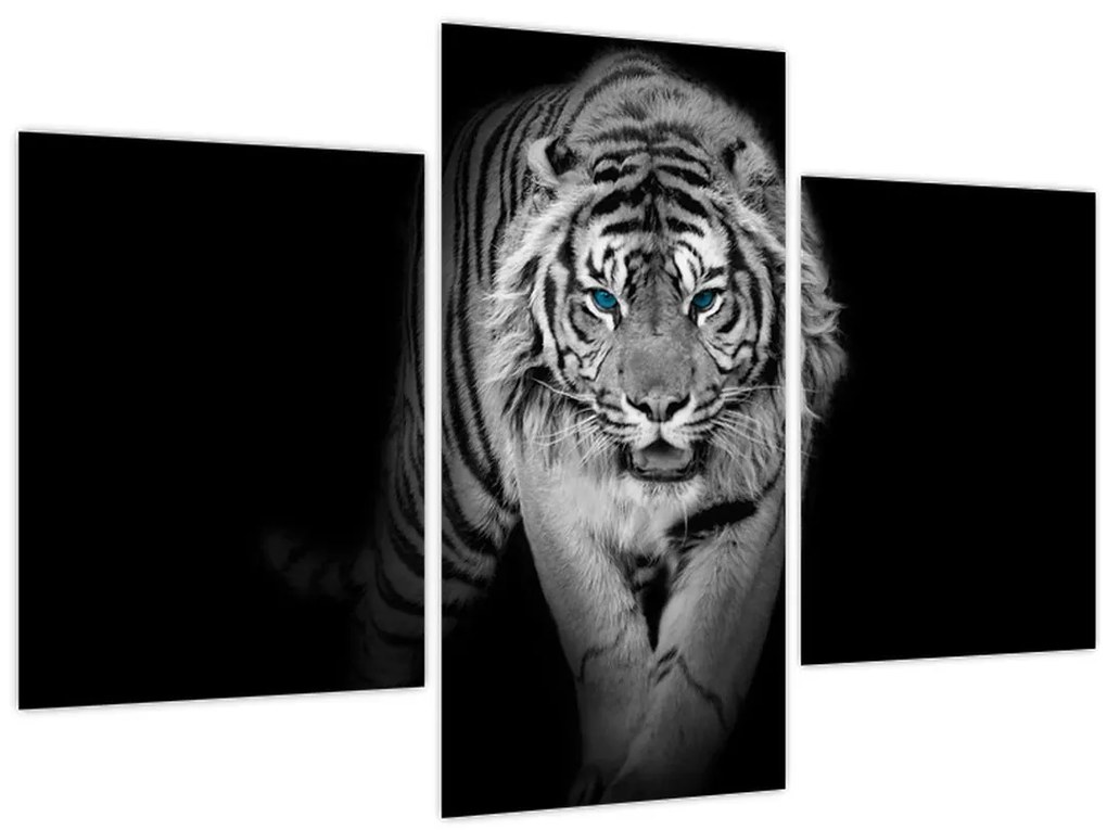 Tablou - Tigru cu ochi albaștri (90x60 cm)