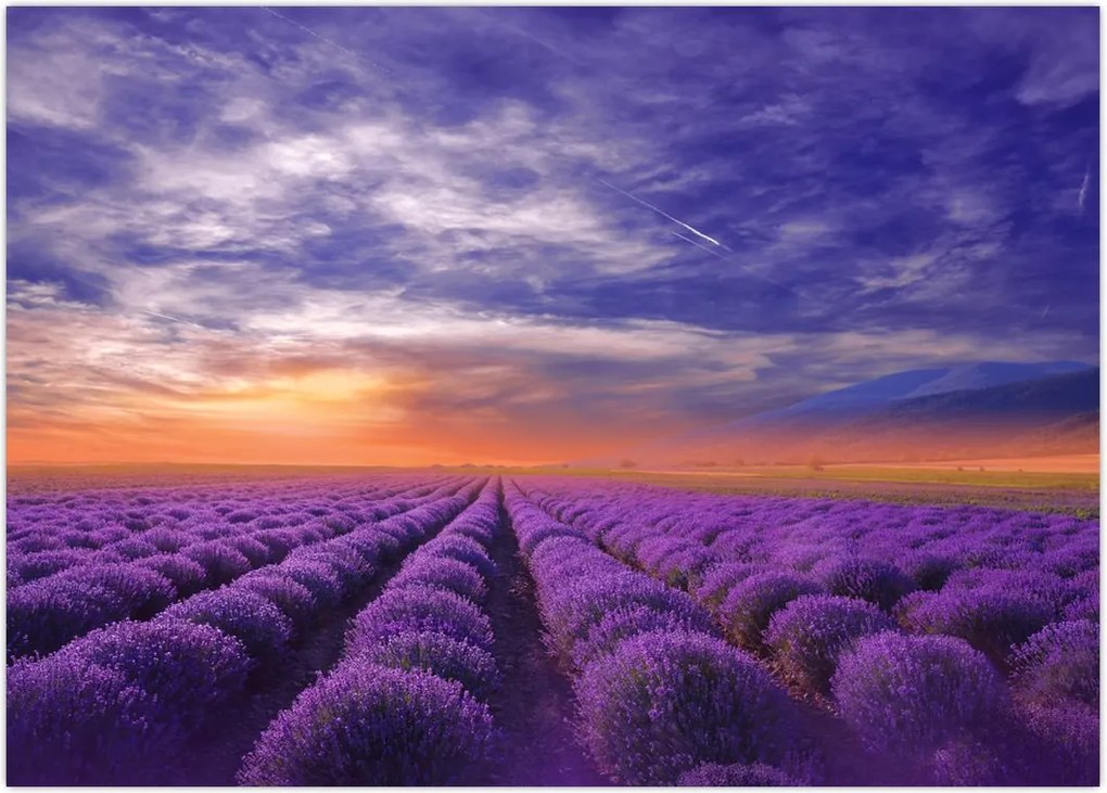 Tablou câmpului cu lavandă (70x50 cm)
