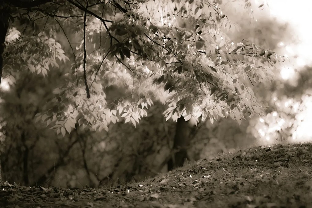 Tapet Sepia Leafs, Rebel Walls