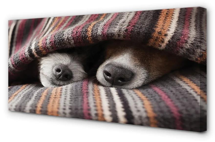 Tablouri canvas câini adormiți
