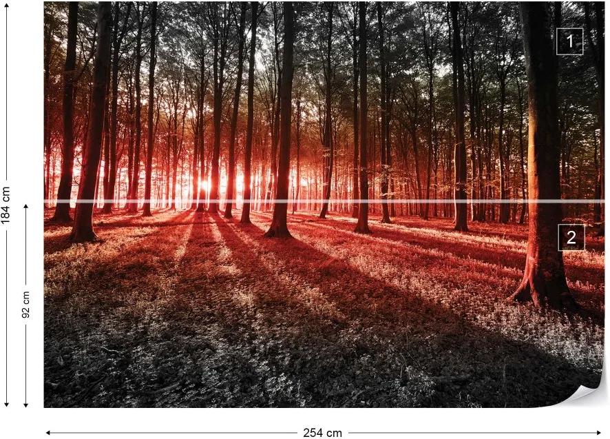 Fototapet GLIX - Forest Landscape Red Light + adeziv GRATUIT Tapet nețesute - 254x184 cm