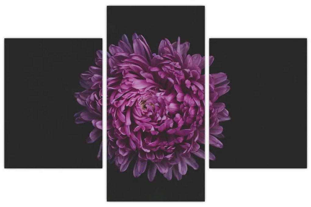 Tablou cu floare violetă (90x60 cm)