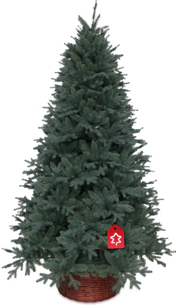 Molid Argintiu 210 cm