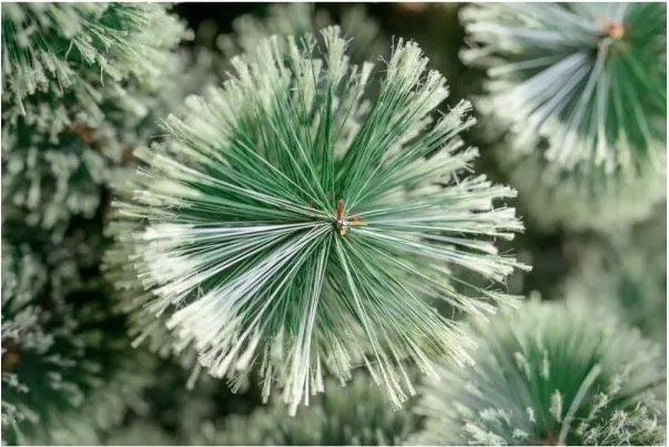 Brad de Crăciun Pin 220cm Chilly Green