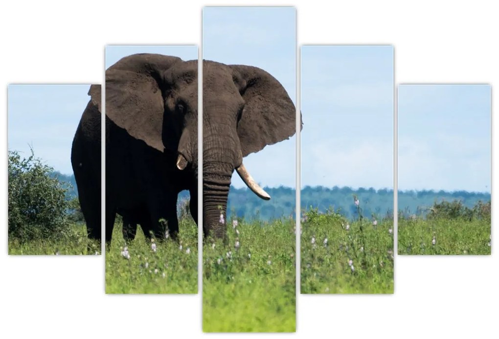 Tablou cu elefant (150x105 cm)
