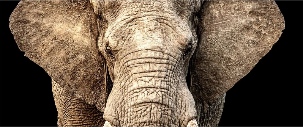 Tablou - Elefant african (120x50 cm)
