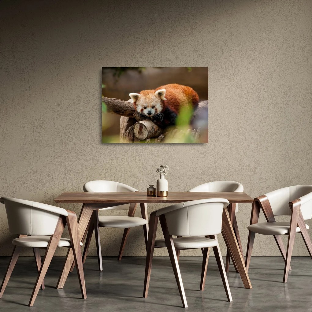 Tablou pe sticlă cu panda roșie (70x50 cm)