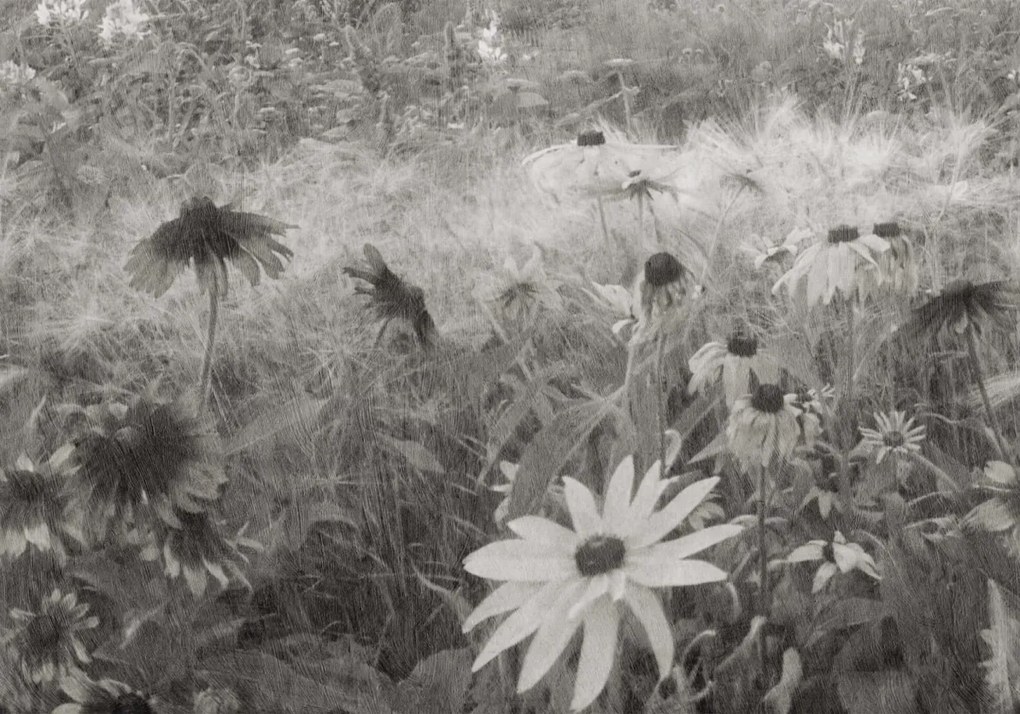 Tapet Dreamy Rudbeckia, Black &amp; White, Rebel Walls