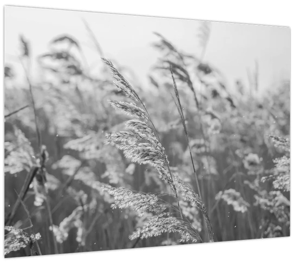 Tablou - Iarba în vânt (70x50 cm)