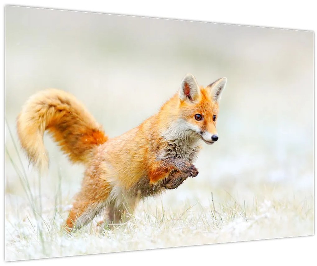 Tablou - Vulpe care sare (90x60 cm)