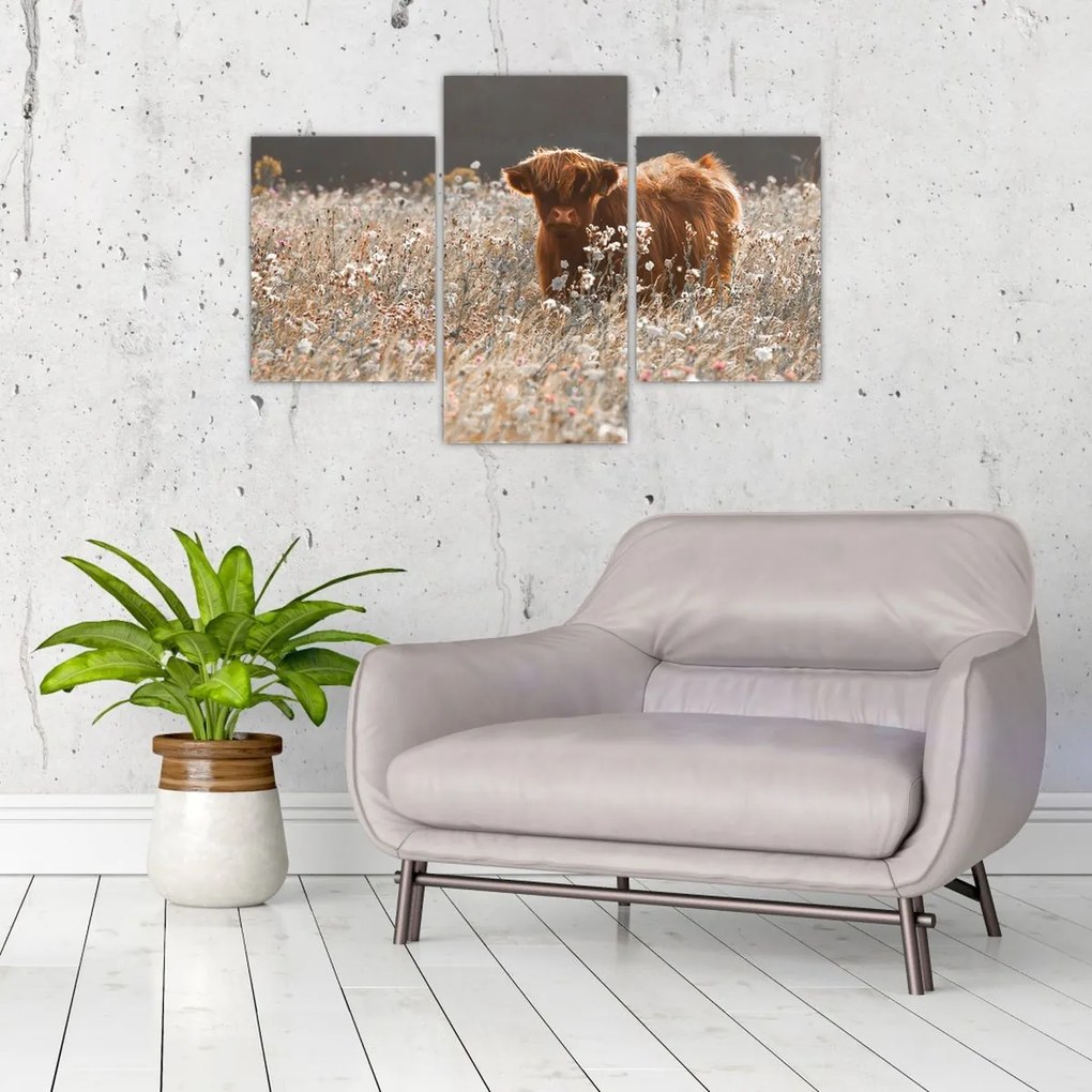 Tablou - Vacă scoțiană (90x60 cm)