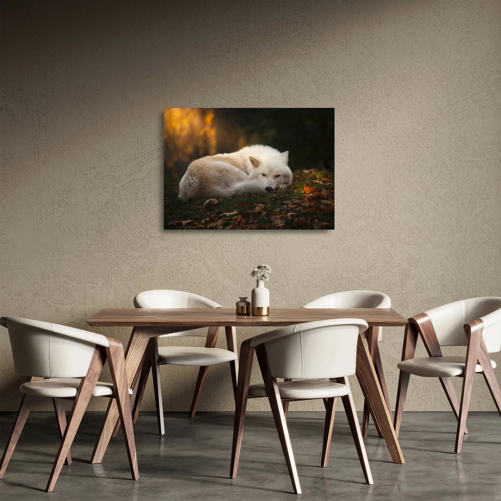 Tablou pe sticlă - Lupul care se odihnește (70x50 cm)