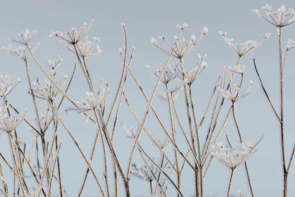 Fototapet, Frostwork, Rebel Walls