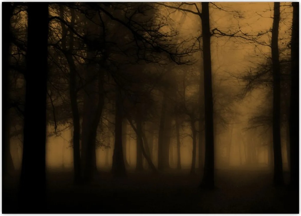 Tablou pe sticlă - Pădurea întunecată (70x50 cm)