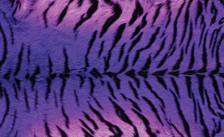 Tiger Animal Fototapet, (416 x 254 cm)