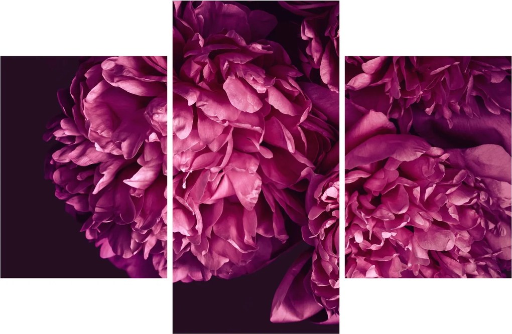 Tablou - Floarea bujorului (90x60 cm)