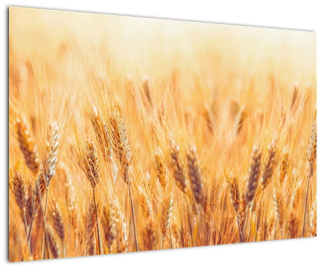 Tablou - câmp cu grâne (90x60 cm)