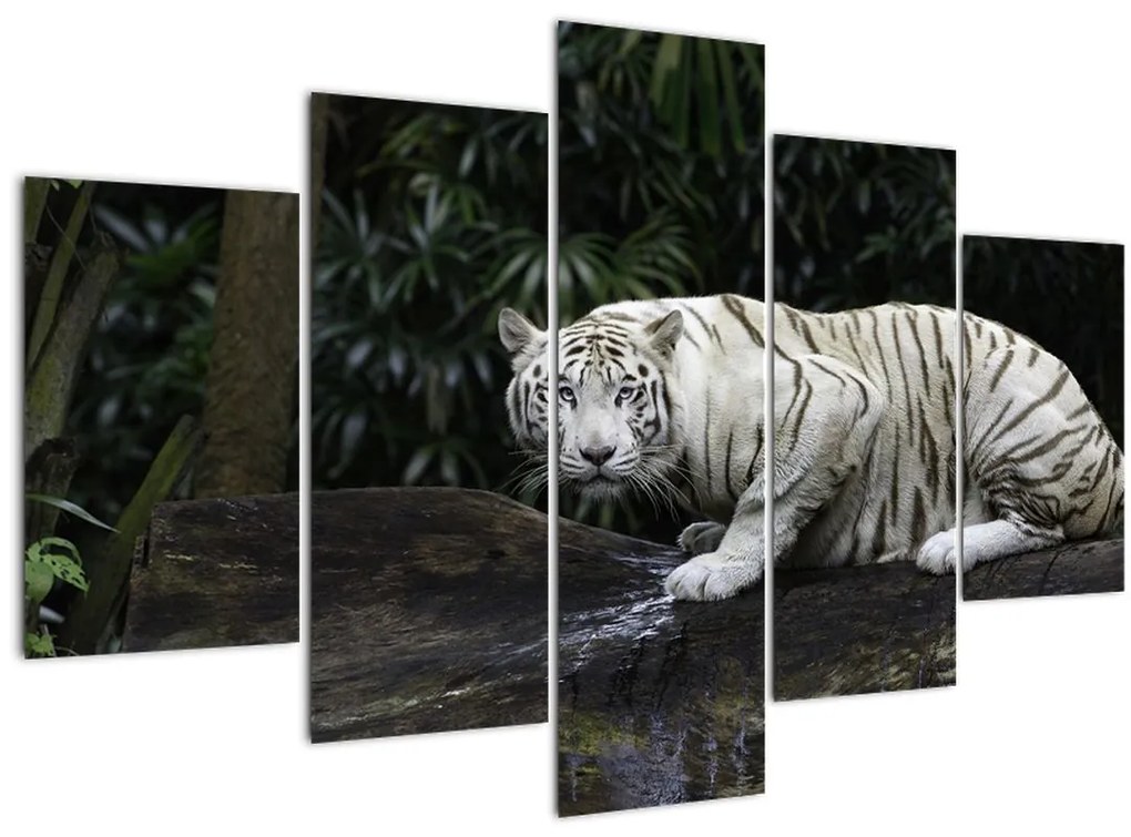 Tablou - Tigru alb (150x105 cm)