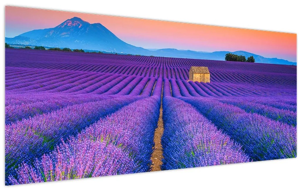 Tablou - Câmp de levănțica (120x50 cm)