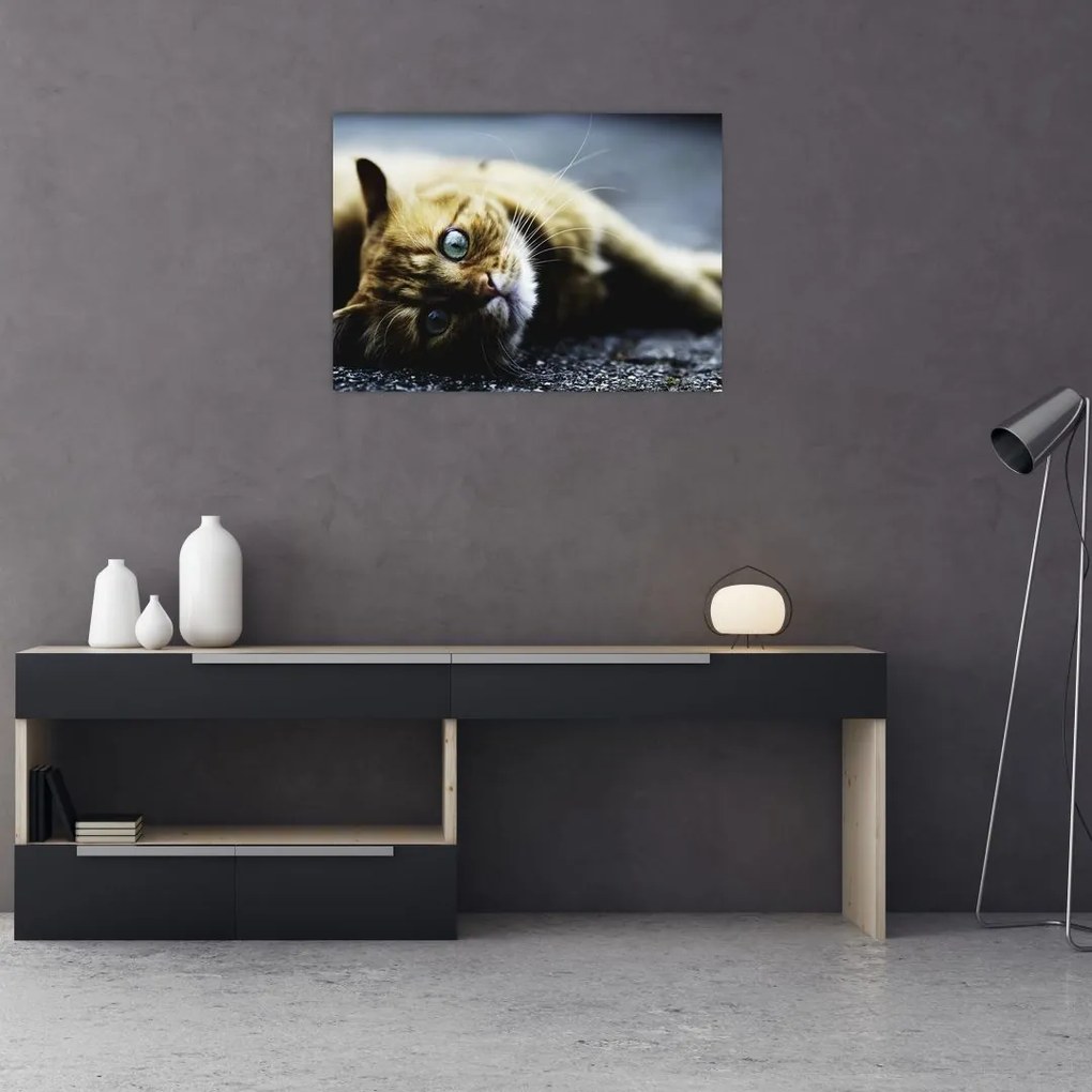 Tablou cu pisica (70x50 cm)