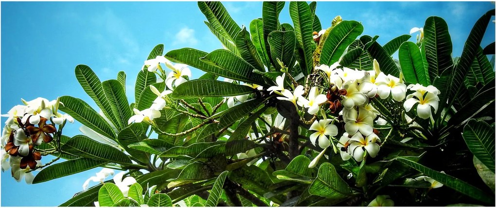 Tablou - Plumeria (120x50 cm)