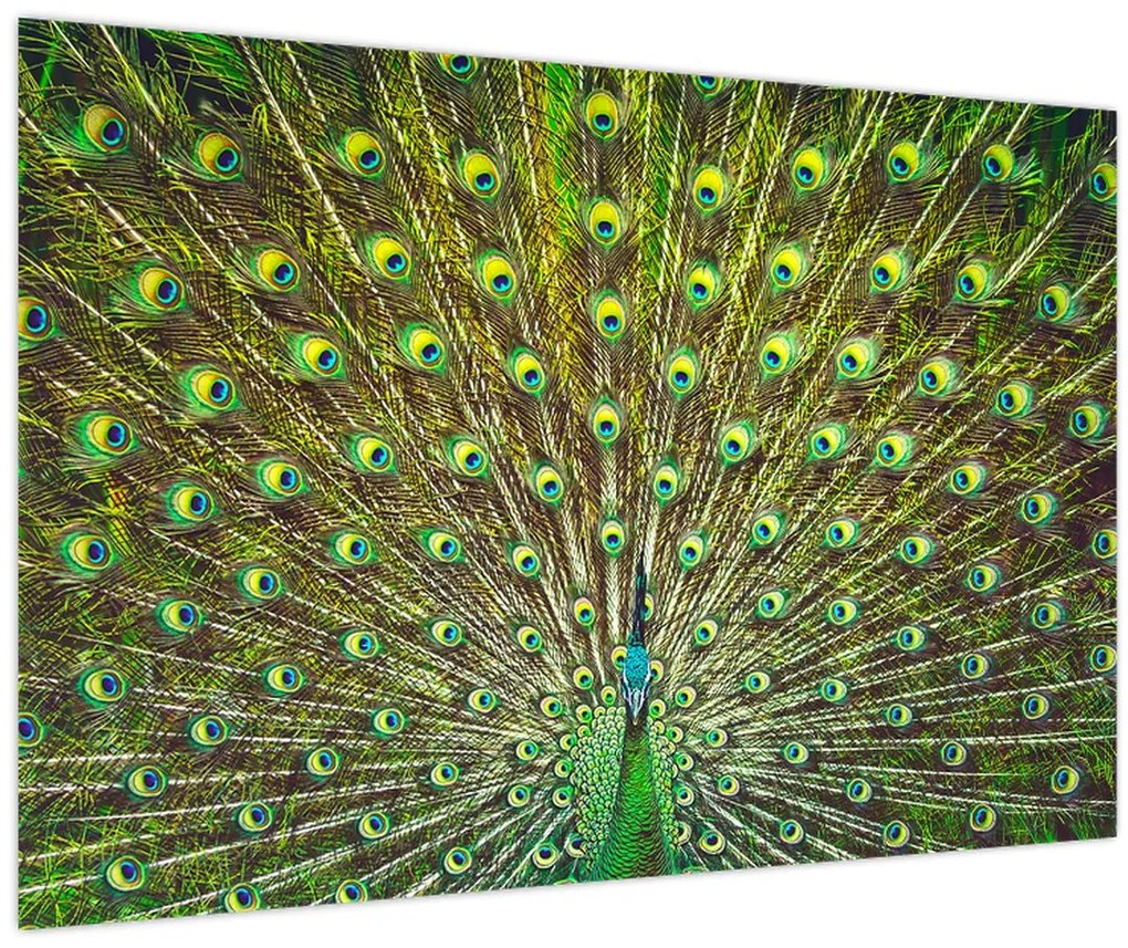 Tablou - Peacock (90x60 cm)