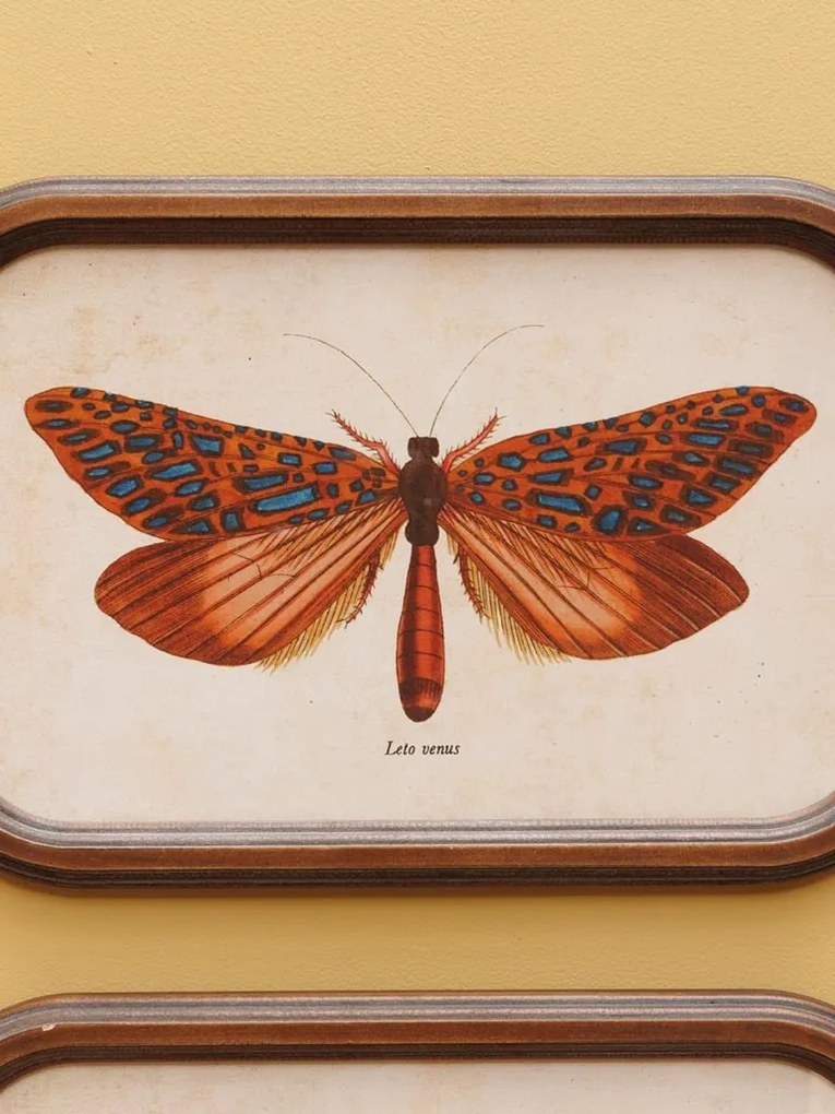 Set 2 tablouri cu fluturi, cu rama din lemn, Butterfly