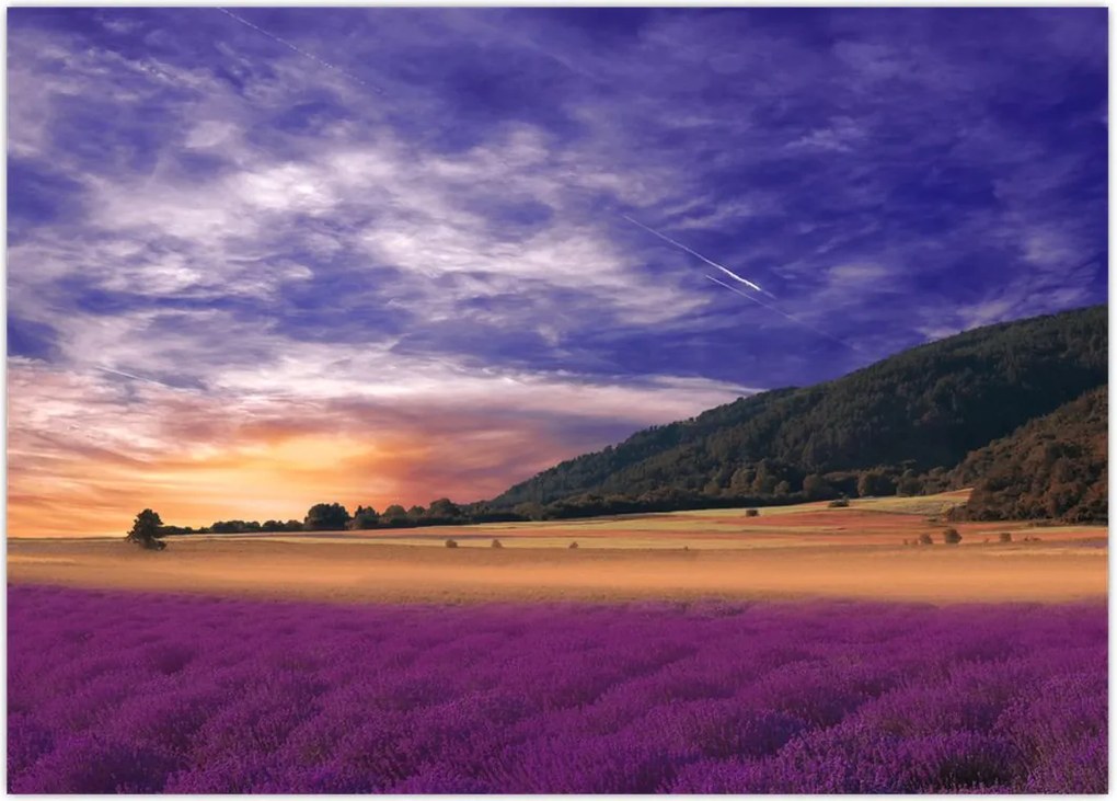 Tablou cu lunca cu lavandă (70x50 cm)