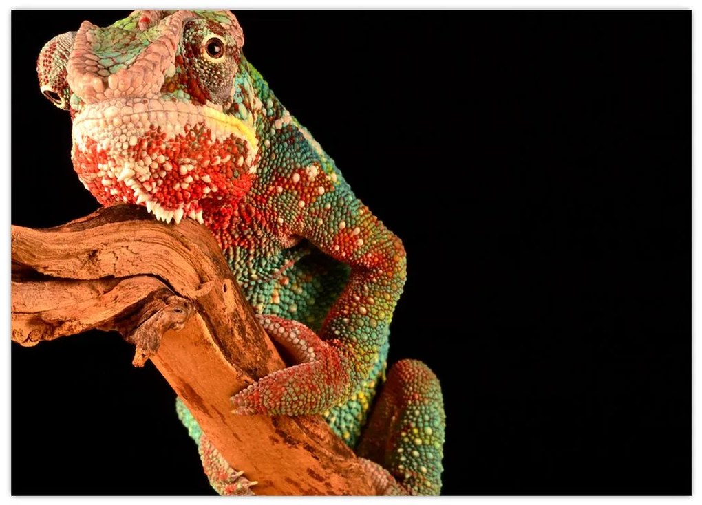 Tablou pe sticlă cu cameleon pe creangă (70x50 cm)