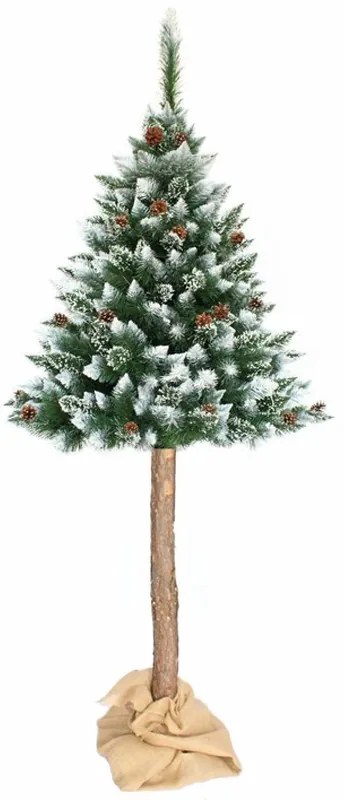Pom uimitor acoperit de zăpadă, pin pe un trunchi de 220 cm