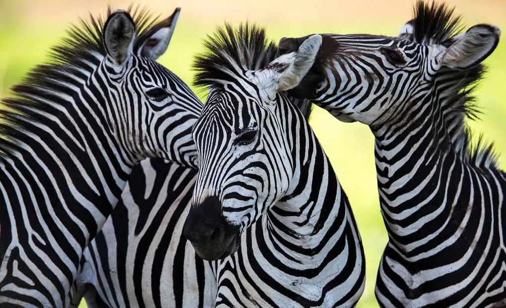 Fototapet - Trei zebre vesele (152,5x104 cm)