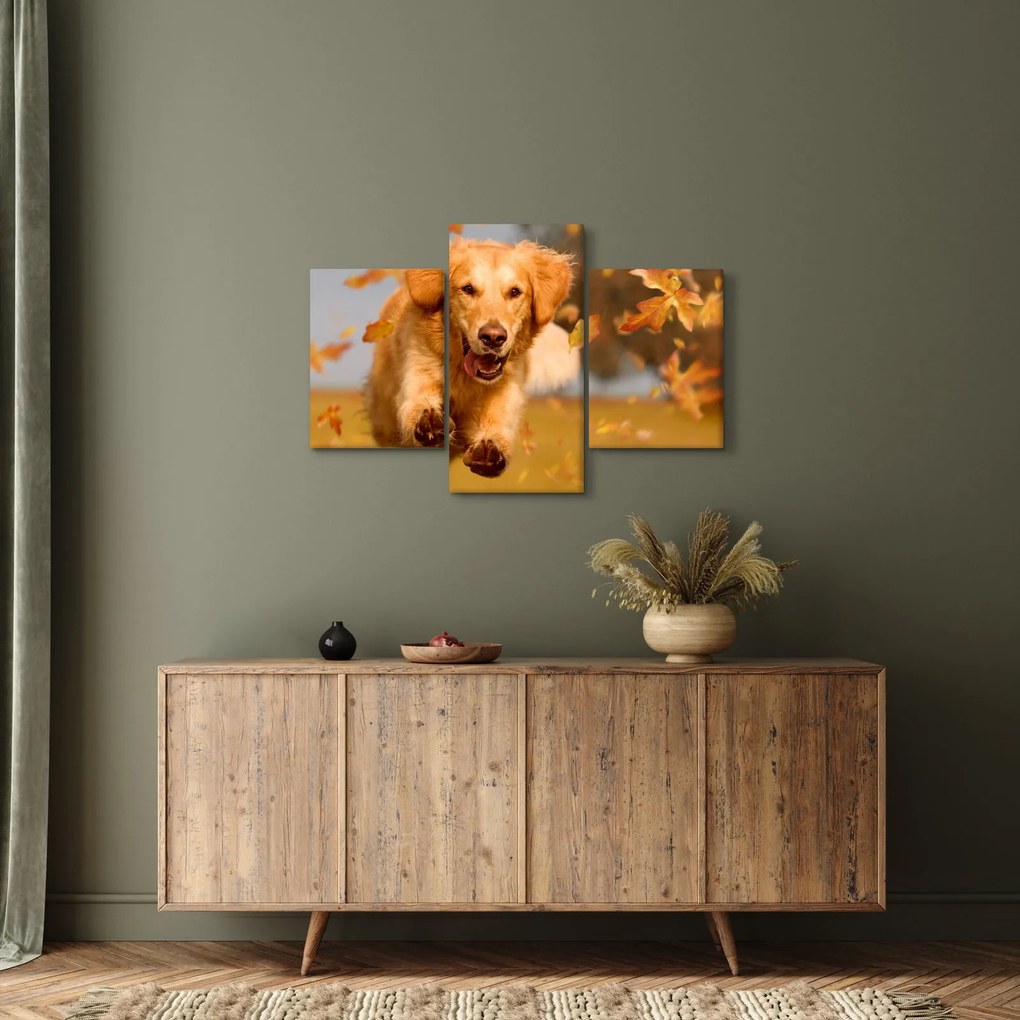 Tablou - Golden Retriever (90x60 cm)