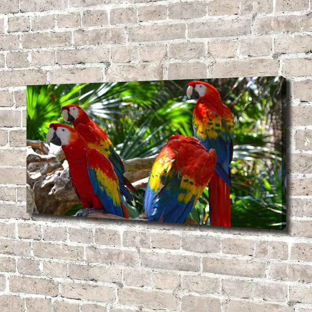 Tablouri tipărite pe pânză Papagali macaws